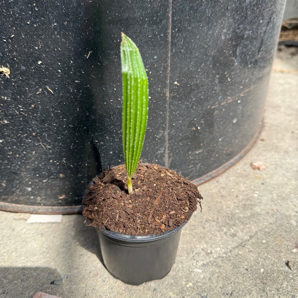 Rhapidophyllum hystrix