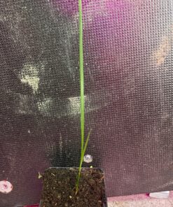 Butiagrus odorata x queen