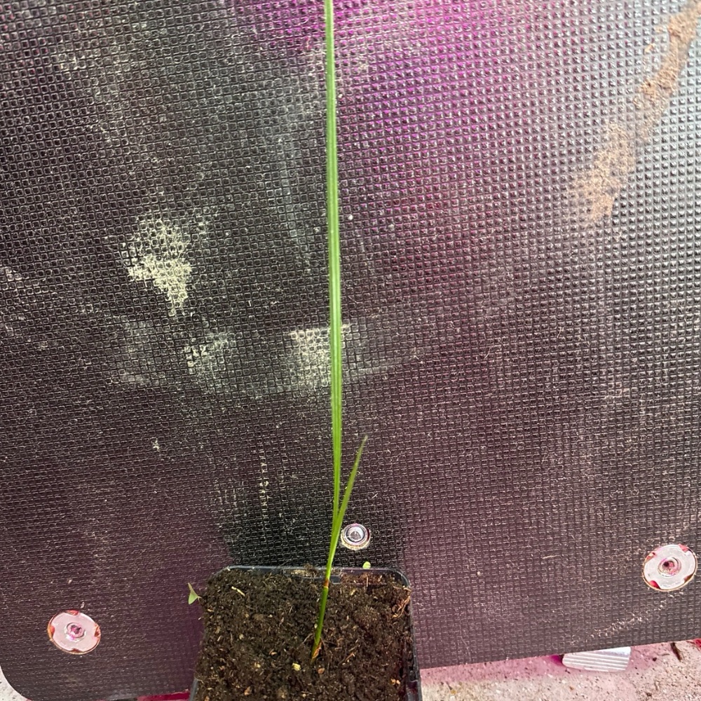 Butiagrus odorata x queen