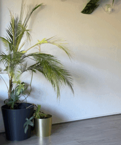 Syagrus weddellianum XXL