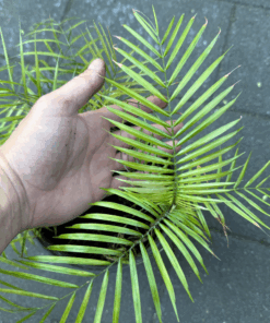 Syagrus weddellianum XL