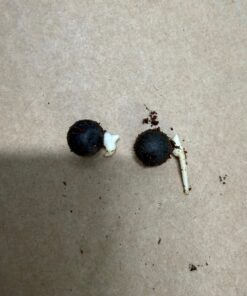 Ceroxylon quindiuense