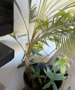 Alternative view of Syagrus weddellianum XXL