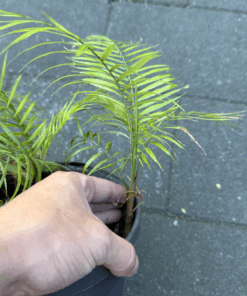 Alternative view of Syagrus weddellianum XL