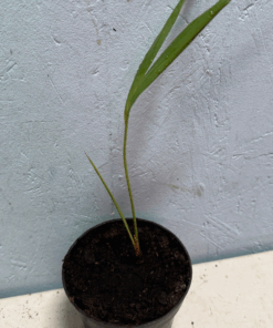 Archontophoenix x 'Albang'