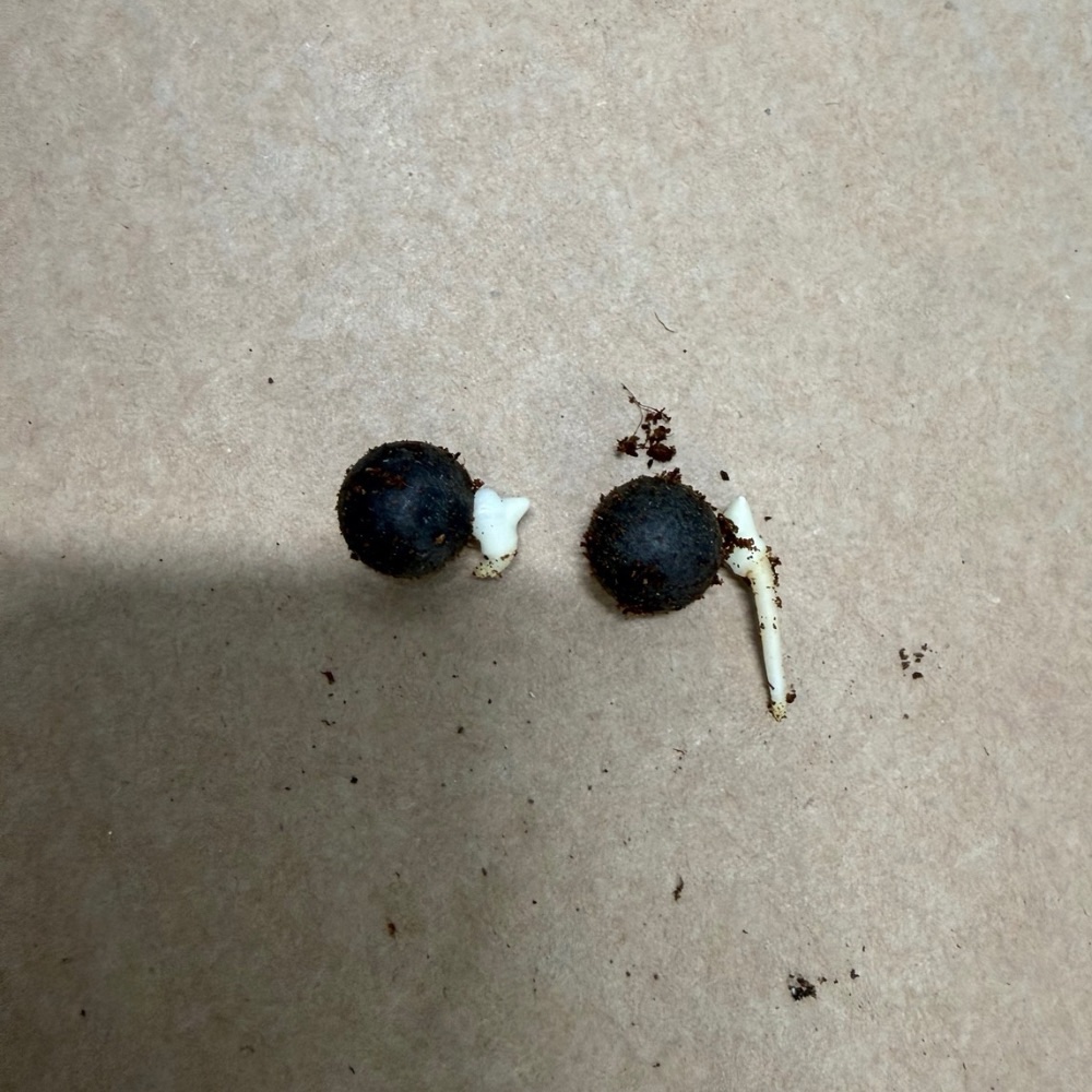 Ceroxylon quindiuense