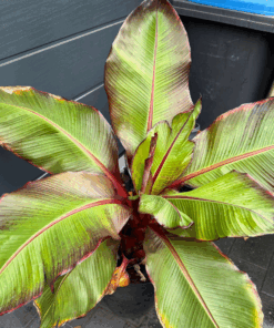 Ensete ventricosum maurelii XXL