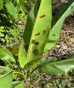 Alternative view of Musa acuminata Khao Lak