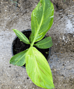 Musa papua three colors