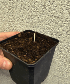 Butia eriospatha x Jubaea chilensis F2