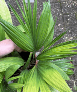 Kerriodoxa elegans - split leave