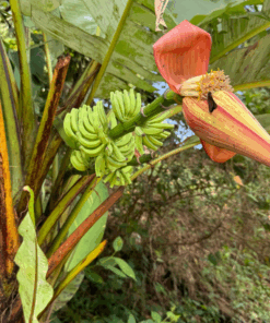 Musa acuminata Khao Lak
