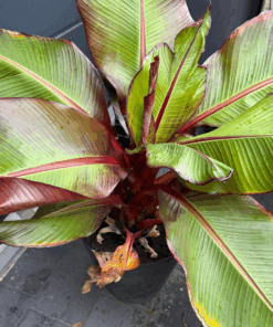 Alternative view of Ensete ventricosum maurelii XXL