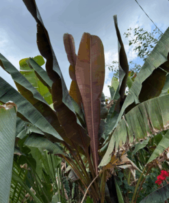 Alternative view of Musa sumatrana
