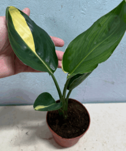 Strelitzia reginae albo white variegated rare!