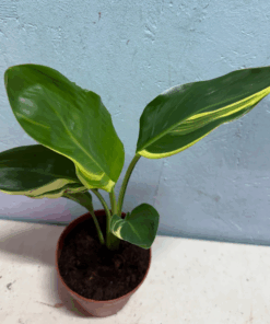 Strelitzia reginae aurea variegated yellow stripes