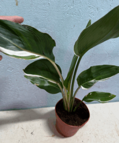 Alternative view of Strelitzia reginae half moon fully white stripes variegated