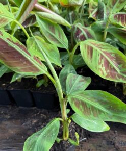 Musa sumatrana