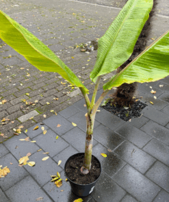 Musa chini champa XL plant