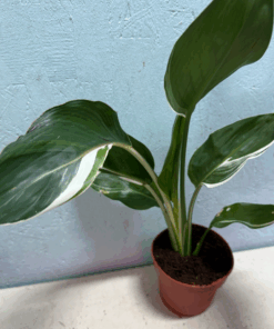 Strelitzia reginae half moon fully white stripes variegated