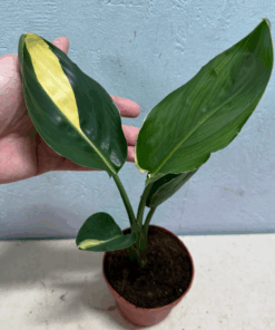 Alternative view of Strelitzia reginae albo white variegated rare!