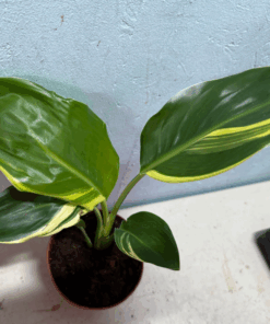 Alternative view of Strelitzia reginae aurea variegated yellow stripes