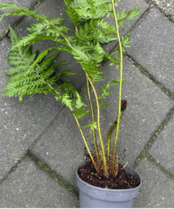 Alternative view of Cyathea celsa