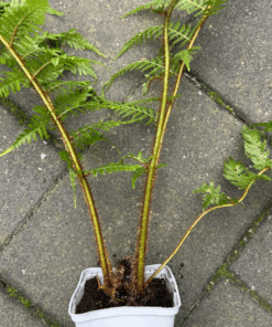 Alternative view of Cyathea latifolia