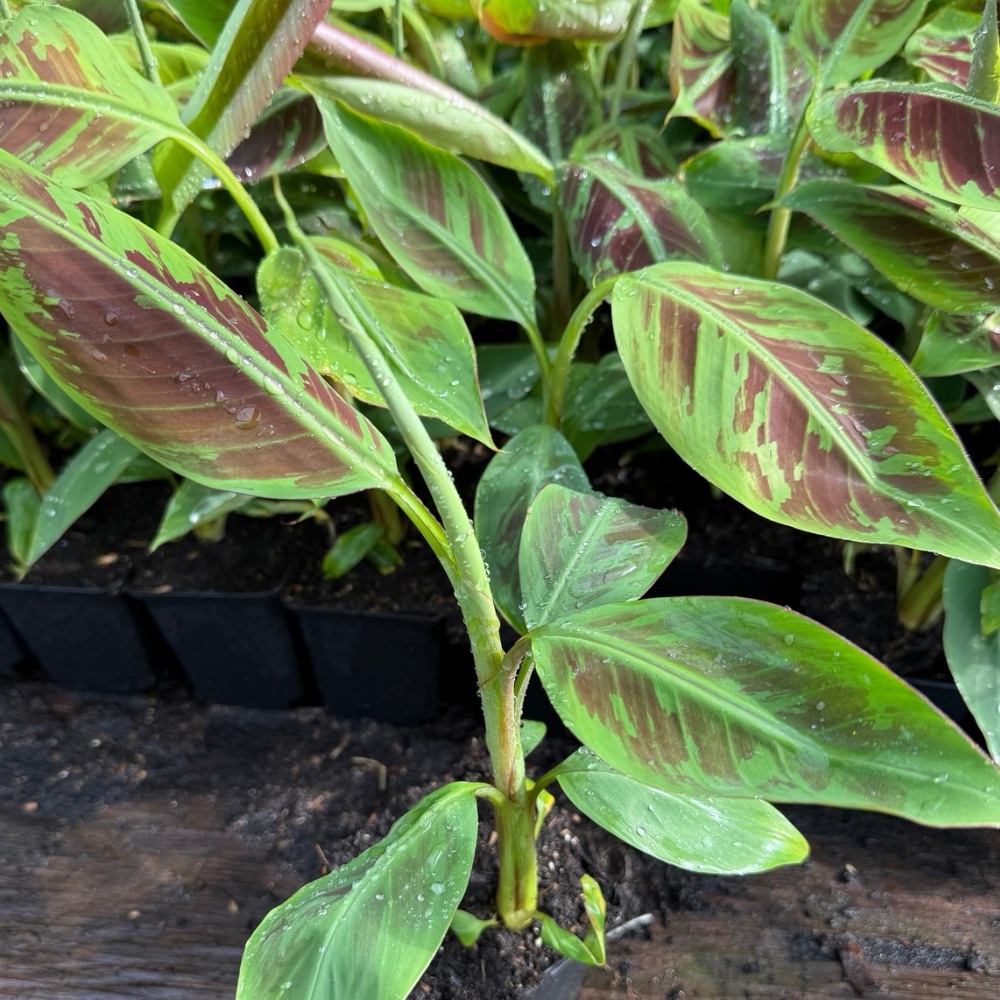 Musa sumatrana