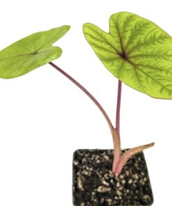 Colocasia esculenta sangria