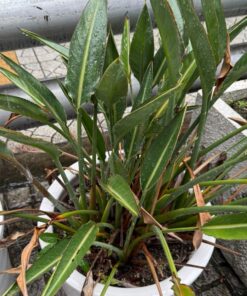 Strelitzia reginae 'Dwarf'