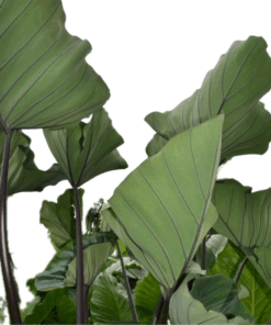Colocasia esculenta Bikini Tini