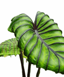 Colocasia esculenta pharaoh's mask