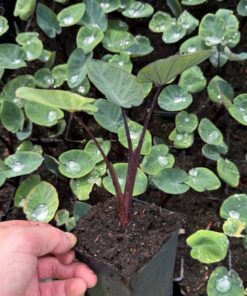 Colocasia esculenta Bikini Tini