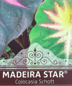 Colocasia esculenta Madeira Star