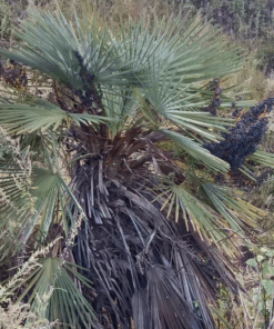Trachycarpus nanus blue trunked