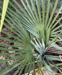 Trachycarpus nanus x (fortunei x princeps)