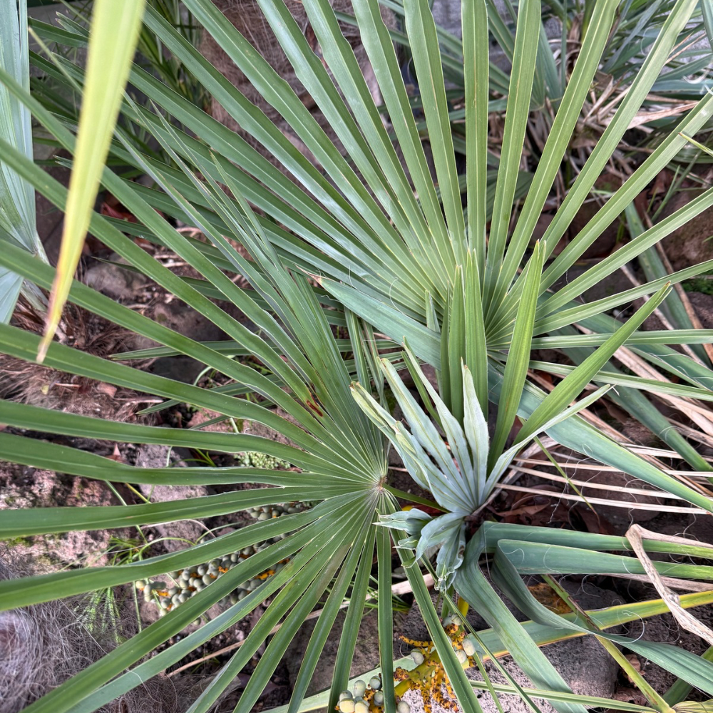 Trachycarpus nanus x (fortunei x princeps)