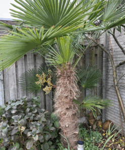 Trachycarpus (wagnerianusxfortunei) x nanusxwinsan