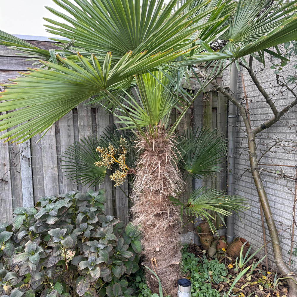 Trachycarpus (wagnerianusxfortunei) x nanusxwinsan