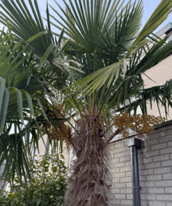 Trachycarpus kumaon x fortunei