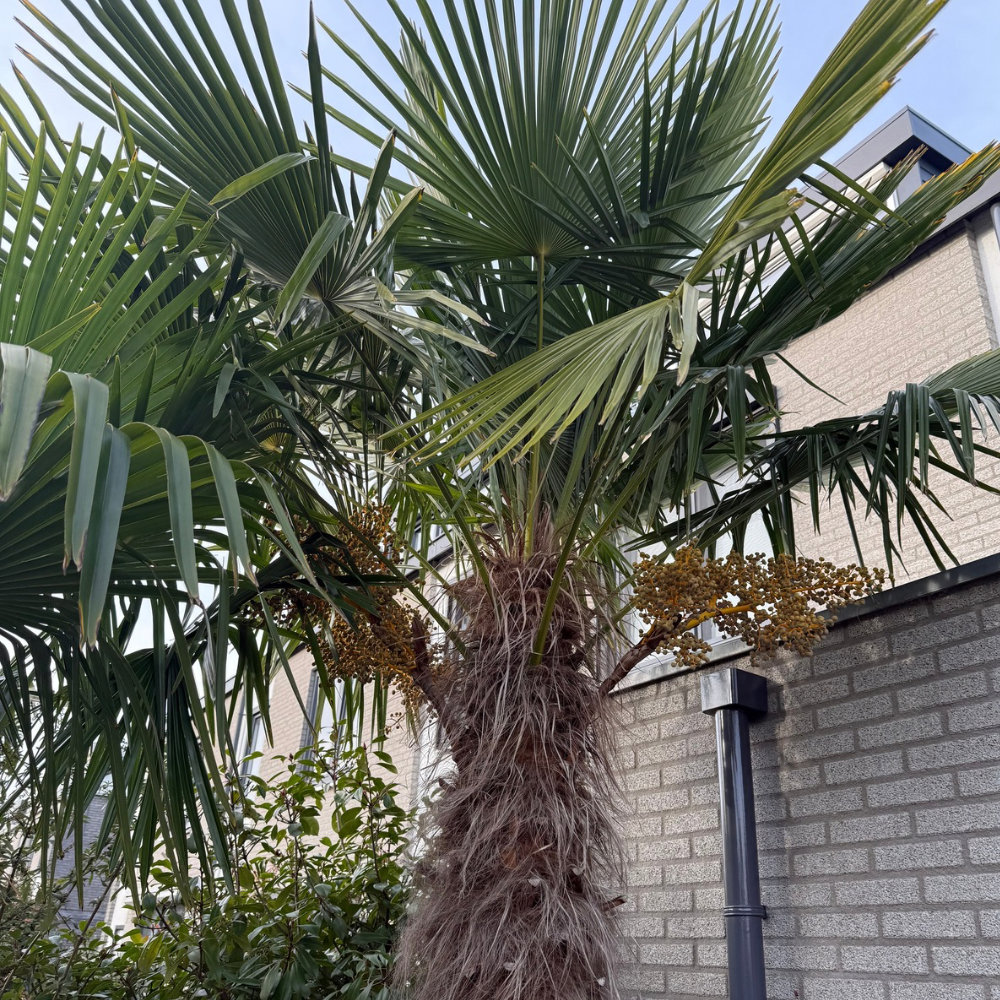 Trachycarpus kumaon x fortunei