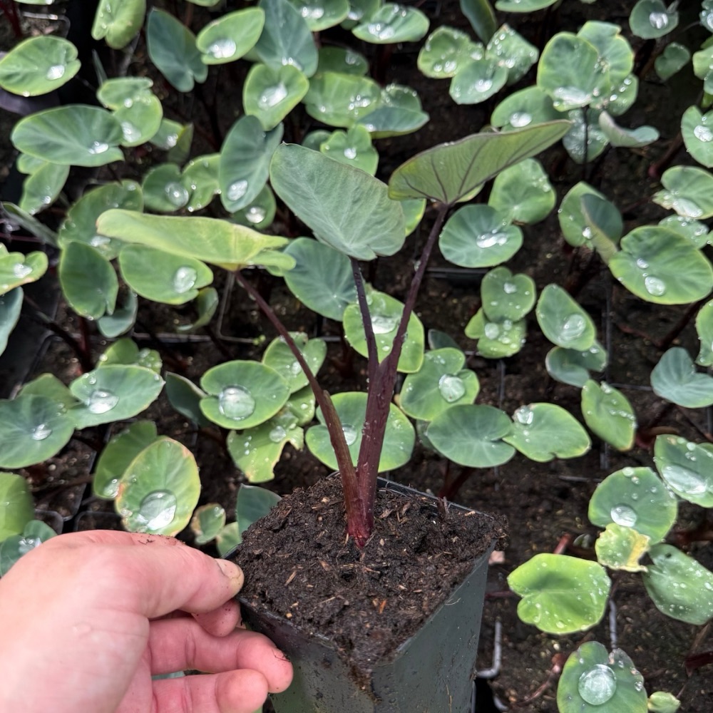 Colocasia esculenta Bikini Tini