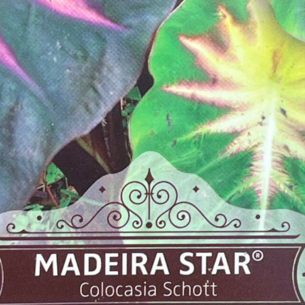 Colocasia esculenta Madeira Star
