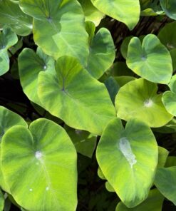 Colocasia esculenta Bikini Tini
