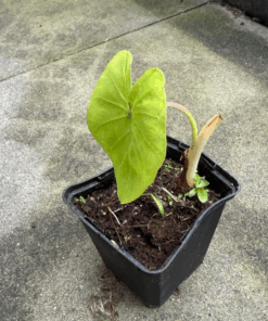 Colocasia 15 pack !