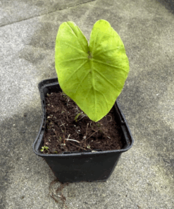 Ultimate colocasia bundle
