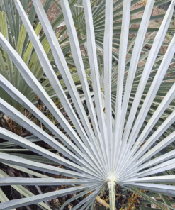 Alternative view of Trachycarpus nanus blue trunked