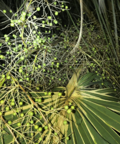 Alternative view of Sabal palmetto variegated