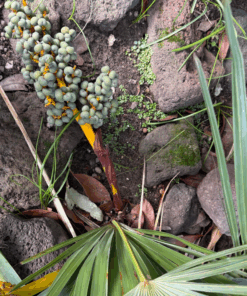Alternative view of Trachycarpus nanus x (fortunei x princeps)